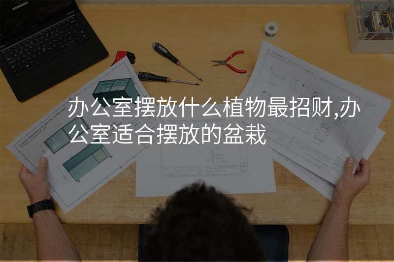办公室摆放什么植物最招财,办公室适合摆放的盆栽