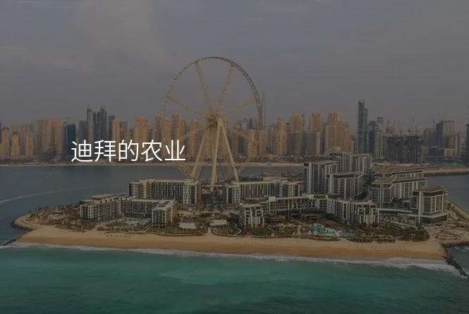 迪拜的农业