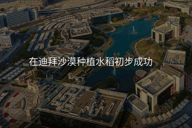 在迪拜沙漠种植水稻初步成功